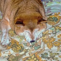 Спит, старушка :: Валерий Иванович