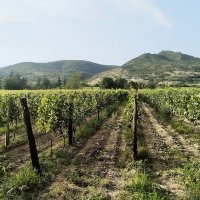 Грузия. Виноградники Катехии. :: Ольга Довженко Грузия. Виноградники Катехии. :: Ольга Довженко