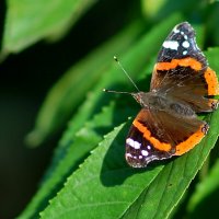 * * :: Николай Саржанов