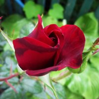 Бутон  бархатной розы :: Валентин Семчишин