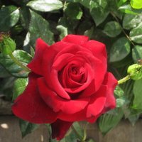 Алая роза  Лавли ред :: Валентин Семчишин