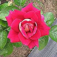 Цветы. :: Владимир Драгунский