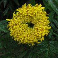 Интересный бархатец :: Людмила Смородинская