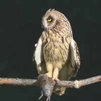 Я сделала это! :: Михаил Белоусов Я сделала это! :: Михаил Белоусов