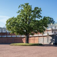 Деревце :: Валерий Пославский