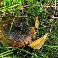 Черный груздь. :: Ольга 