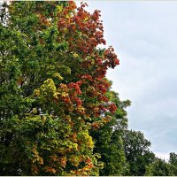 Прекрасная осень. :: Валерия Комова