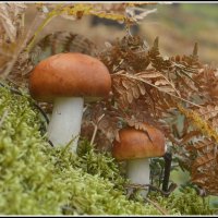 Сыроежки :: Aleksandr Gal