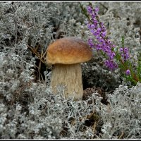 Боровик :: Aleksandr Gal