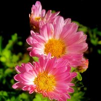 Хризантемы :: Елена Семигина Хризантемы :: Елена Семигина