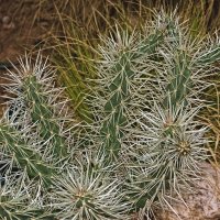 Cylindropuntia acanthocarpa :: Giant Tao /