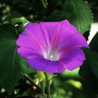 Ипомея :: Рита Симонова