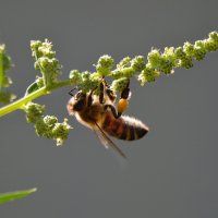 Последние осенние сборы нектара... :: Надежда Куркина 