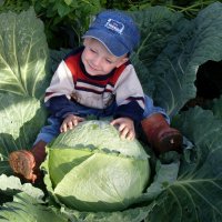 меня нашли в капусте :: СЕРГЕЙ ФИЛОЧКИН