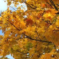 очей очарованье :: Всеволод очей очарованье :: Всеволод