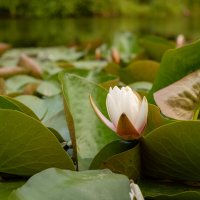 Одна из первых... :: Николай Гирш Одна из первых... :: Николай Гирш