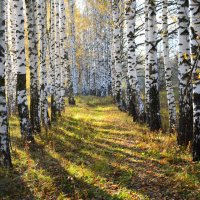 Тени берёз. :: Михаил Колосов 