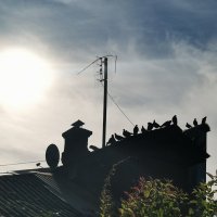 Когда практически все в сборе. :: Любимова Ольга 