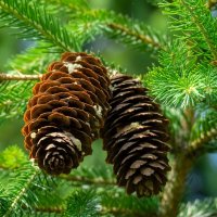 Про шишки и ель... :: Николай Гирш Про шишки и ель... :: Николай Гирш