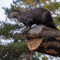 Азиатская бескоготная выдра. :: Михаил Измайлов