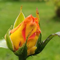 Цвет осени :: Андрей 