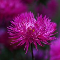 Астры :: Татьяна Тюменка