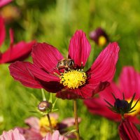 Космея :: Татьяна Тюменка