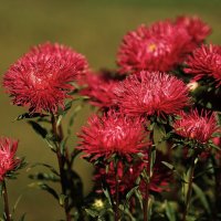 Астры :: Татьяна Тюменка