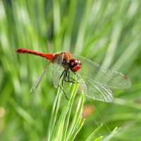 опять про стрекоз 21 :: Александр Прокудин