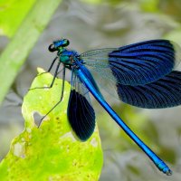 опять про стрекоз 25 :: Александр Прокудин