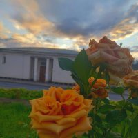 Роза :: Сапсан 