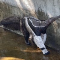 Муравьед :: <<< Наташа >>> Муравьед :: <<< Наташа >>>