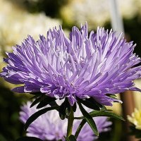 Астры :: Татьяна Тюменка