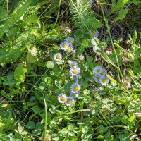 Мелколепестник однолетний :: Валерий Иванович