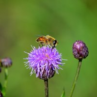 Конец сезона.... :: Татьяна Лютаева