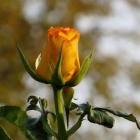 Бутон в вечернем свете :: Татьяна Смоляниченко Бутон в вечернем свете :: Татьяна Смоляниченко