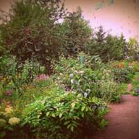 Цветы. :: Владимир Драгунский