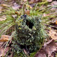 Микромир. Лесной замок из лишайников. :: Сергей Адигамов