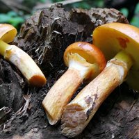 Маслёнок лиственничный :: Андрей Заломленков