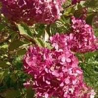 Гортензия все цветет :: Елена Семигина Гортензия все цветет :: Елена Семигина