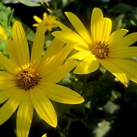 Солнечные :: Елена Семигина