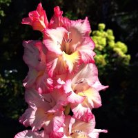 Гладиолус :: Наталья 