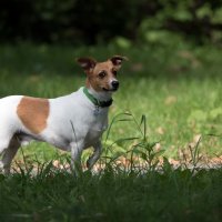 *** :: Владимир Безбородов