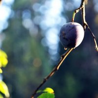 Обратная сторона Луны :: AleksSPb Лесниченко