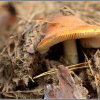 Пробился... :: Aleksandr Gal