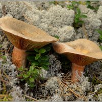 Рыжики :: Aleksandr Gal