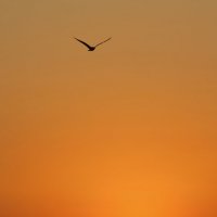 К солнцу. :: Александр Кондаков К солнцу. :: Александр Кондаков