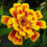 Бархатцы :: Рита Симонова