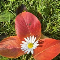 Неидеальная идеальность :: Анна Камс Неидеальная идеальность :: Анна Камс