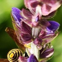 Вниз головой, кверху попой :: Наталия 